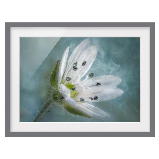 White Flower on Blue - Picture Frame Graphic Art Ebern Designs Size: 50cm H x 70cm W x 2cm D, Framed Option: Grey Framed on Productcaster.