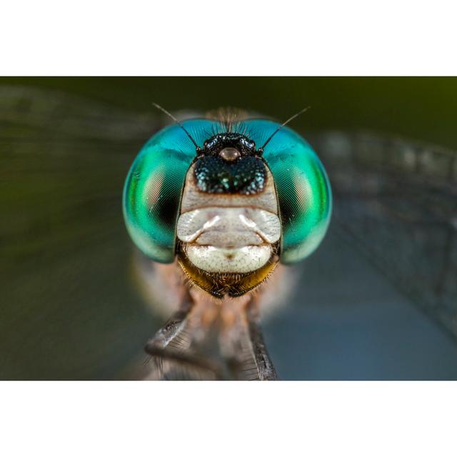 Bolckow Dragonfly Portrait by Guilherme Omella - Wrapped Canvas Print Latitude Run Size: 20cm H x 30cm W x 3.8cm D on Productcaster.