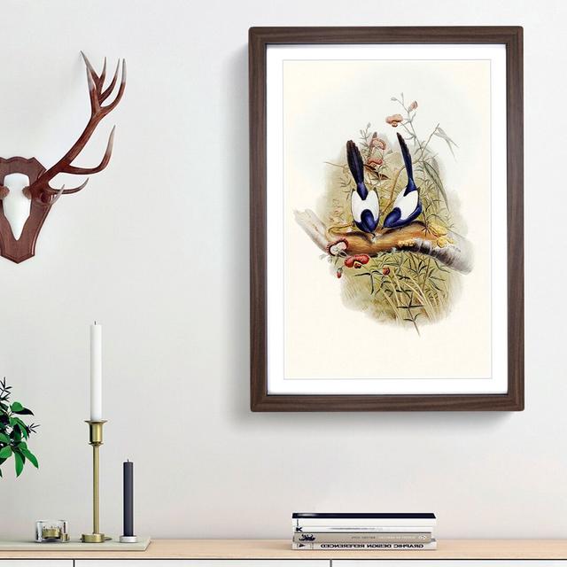 Superb Warblers by Elizabeth Gould - Picture Frame Art Prints East Urban Home Frame Option: Walnut Framed, Size: 65cm H x 48cm W x 2cm D on Productcaster.