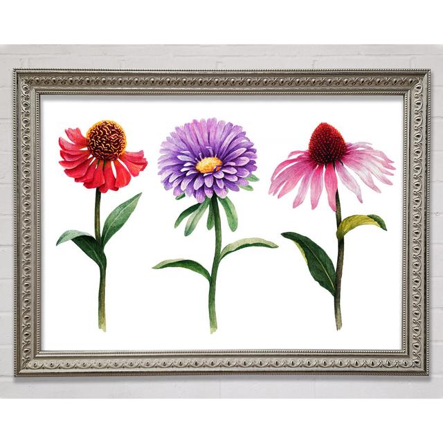 Trio Of Garden Flowers - Single Picture Frame Art Prints Rosalind Wheeler Size: 21cm H x 29.7cm W on Productcaster.