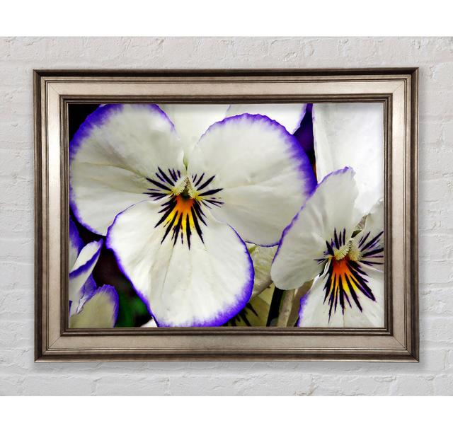 Single Picture Frame Art Prints Bright Star Size: 29.7cm H x 42cm W on Productcaster.