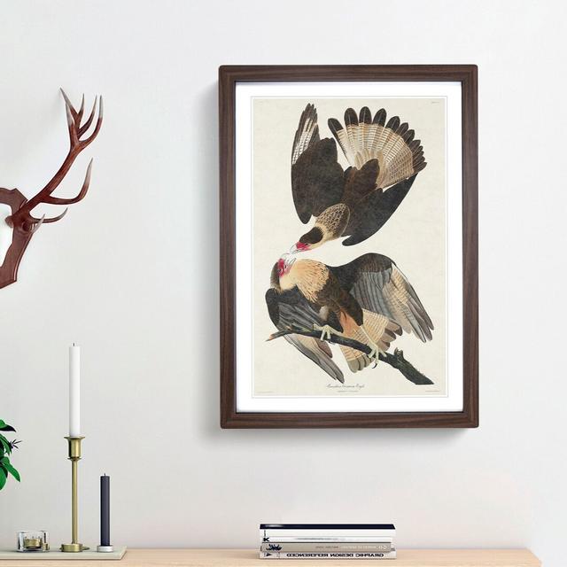 Brazilian Caracara Eagle by John Audubon - Picture Frame Painting Print East Urban Home Frame Option: Walnut Framed, Size: 48cm H x 36cm W x 2cm D on Productcaster.