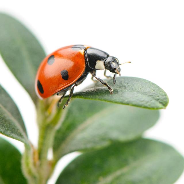 Gottschalk Ladybird on green leaf - Wrapped Canvas Photograph Latitude Run Size: 30cm H x 30cm W x 3.8cm D on Productcaster.