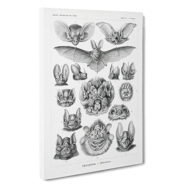 Study of Bats by Ernst Haeckel - Wrapped Canvas Graphic Art East Urban Home Size: 35cm H x 35cm W x 3cm D on Productcaster.