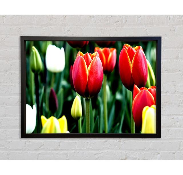 Tulpen in Blüte - Einzelne Bilderrahmen Kunstdrucke auf Leinwand Bright Star Größe: 100 cm H x 141,4 cm B x 3,3 cm T on Productcaster.