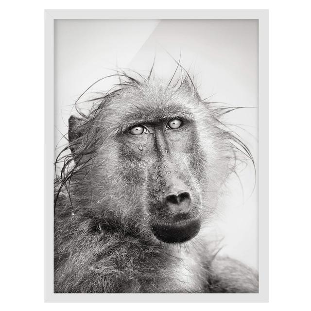 Crying Baboon - Picture Frame Graphic Art Union Rustic Frame Option: White Framed, Size: 70cm H x 50cm W x 2cm D on Productcaster.