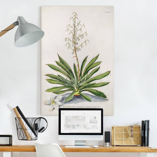 Vintage Botany Illustration Yucca - Wrapped Canvas Graphic Art Rosalind Wheeler Format: 330g/m³ recycled canvas, Size: 60cm H x 40cm W on Productcaster.