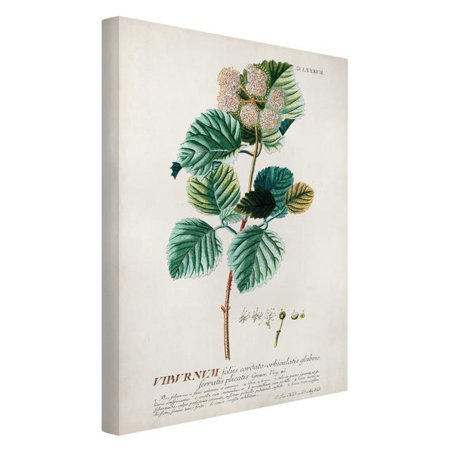 Vintage Botany - Wrapped Canvas Graphic Art August Grove Size: 60cm H x 40cm W, Format: 260g/m² canvas on Productcaster.