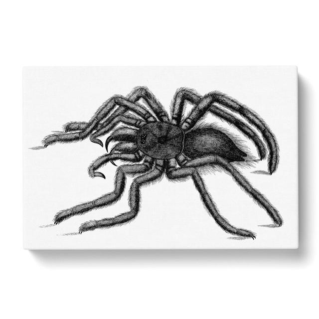 Tarantula Spider In Black & White by George Shaw - Wrapped Canvas Print East Urban Home Size: 50cm H x 76cm W x 3cm D on Productcaster.