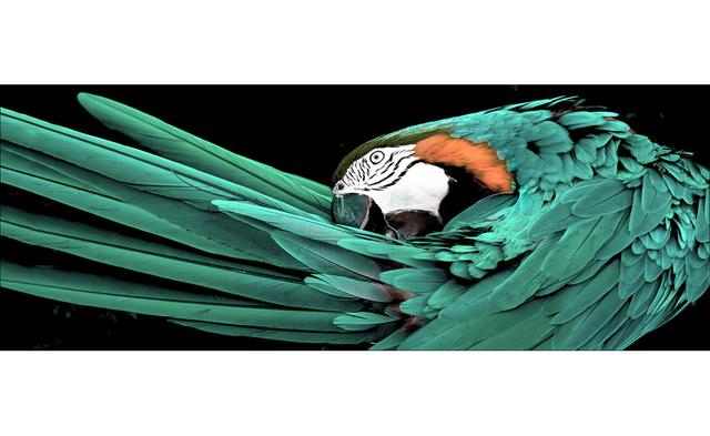 Green Parrot – Druck ohne Rahmen auf Floatglas Sansibar Home Größe: 50cm H x 125cm B x 1,4cm T on Productcaster.