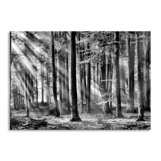 Trees in Light - Unframed Photograph on Glass Union Rustic Size: 70cm H x 100cm W on Productcaster.