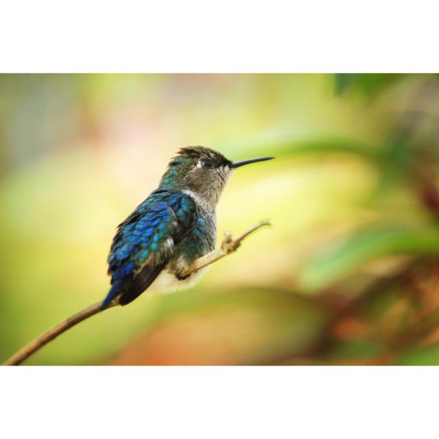 Bee Hummingbird - Wrapped Canvas Print 17 Stories Size: 61cm H x 91cm W x 3.8cm D on Productcaster.