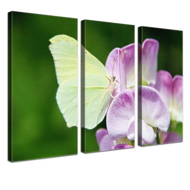 Brimstone Butterfly Print Multi-Piece Image on Canvas East Urban Home Size: 80cm H x 120cm W x 4cm D on Productcaster.