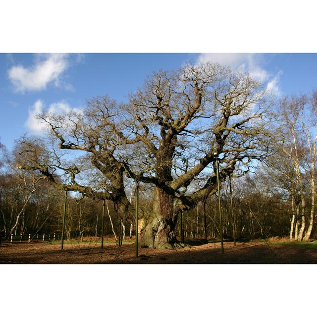 The Major Oak Tree by Mikeuk - No Frame Art Prints on Canvas Alpen Home Size: 30cm H x 46cm W on Productcaster.