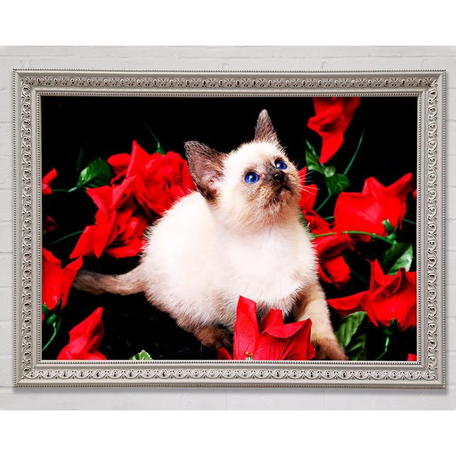 Kitten Roses Framed Print Bright Star Size: 59.7cm H x 84.1cm W x 3cm D on Productcaster.