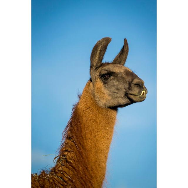 Llama Portrait IV by Tyler Stockton - Wrapped Canvas Photograph Ebern Designs Size: 122cm H x 81cm W on Productcaster.