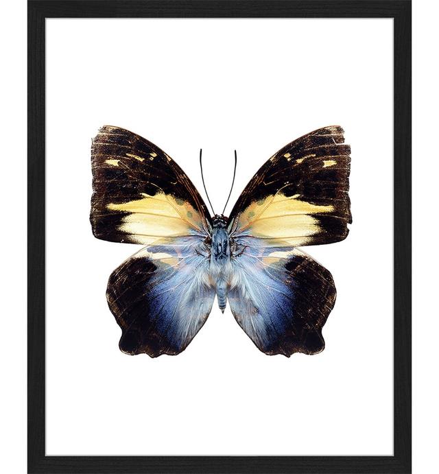 Gerahmtes Poster Farbenfroher Schmetterling Brayden Studio Größe: 53 cm H x 43 cm B x 2,5 cm T on Productcaster.