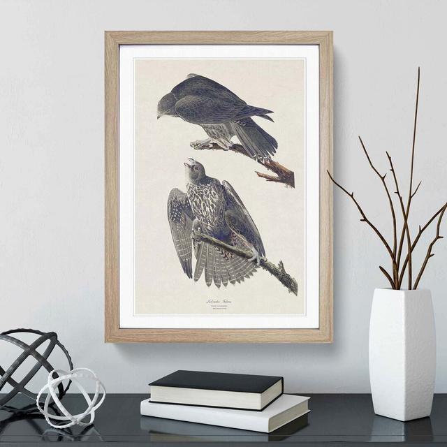 Labrador Falcons by John Audubon - Picture Frame Graphic Art Print East Urban Home Frame Option: Oak Framed, Size: 36cm H x 27cm W x 2cm D on Productcaster.