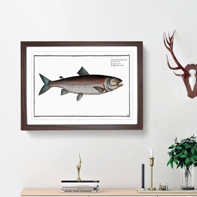 Schifermiller's Salmon Fish by M.E. Bloch - Picture Frame Painting Print East Urban Home Size: 36cm H x 48cm W x 2cm D, Frame Option: Walnut Framed on Productcaster.