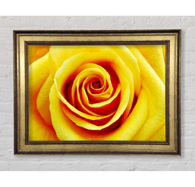 Single Picture Frame Art Prints Bright Star Size: 59.7cm H x 84.1cm W x 8cm D on Productcaster.