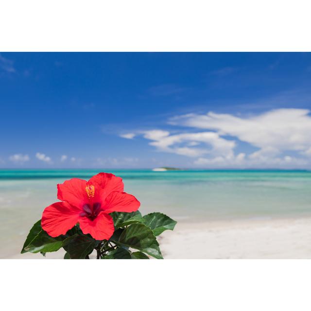 Hibiscus Flowers and Blue Sea by Imacoconut - Wrapped Canvas Photograph Bay Isle Home Size: 61cm H x 91cm W on Productcaster.