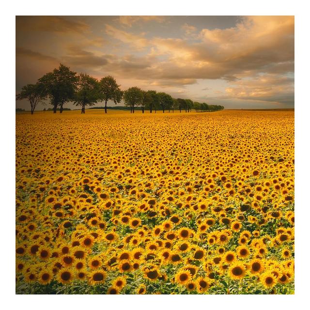 Seidenmatte Fototapete Sunflower Field East Urban Home Größe: 1,92 m x 192 cm, Materialqualität: Premium (150 g/m²) on Productcaster.