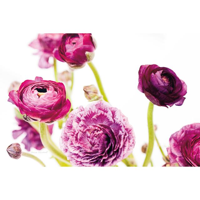 Spring Ranunculus IV Laura Marshall - Wrapped Canvas Graphic Art ClassicLiving Size: 20cm H x 30cm W x 3.8cm D on Productcaster.