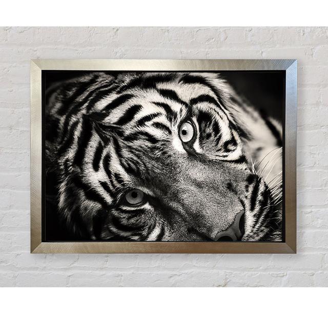 Up Close Tiger Lying Down Framed Print Latitude Vive Size: 84.1'' H x 118.9'' W x 3.4'' D on Productcaster.