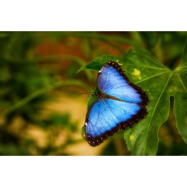 Morpho Butterfly - Print 17 Stories Size: 60cm H x 90cm W x 1.8cm D on Productcaster.