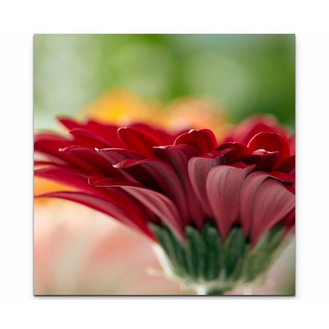 Leinwandbild Rote Gerbera – Nahaufnahme East Urban Home Größe: 90 L x 90 B on Productcaster.