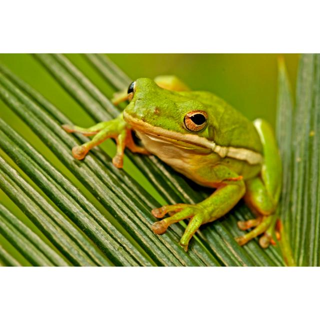 Green Tree Frog by Donyanedomam - Wrapped Canvas Photograph 17 Stories Size: 81cm H x 122cm W on Productcaster.