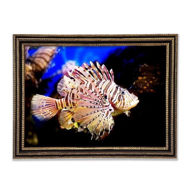 Sea Life Framed Print Highland Dunes Size: 42cm H x 59.7cm W x 3cm D on Productcaster.