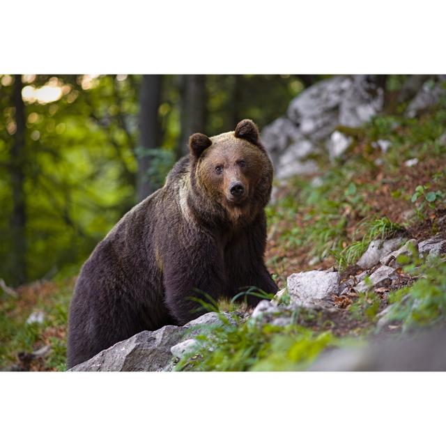 Dominant Brown Bear, Ursus Arctos Standing on a Rock in Forest by JMrocek - Wrapped Canvas Photograph Union Rustic Size: 30cm H x 46cm W x 3.8cm D on Productcaster.