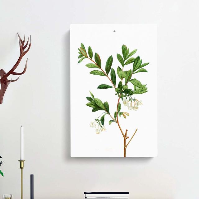 White Honeysuckle Flowers by Pierre-Joseph Redoute - Wrapped Canvas Painting Print East Urban Home Size: 76cm H x 50cm W x 3cm D on Productcaster.