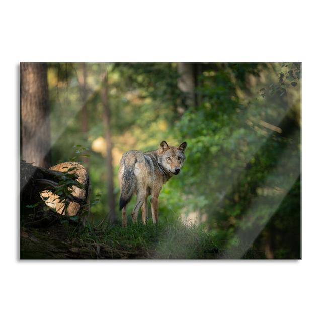 Glasbild Ängstlicher Wolf im Wald Union Rustic Größe: 70 cm H x 100 cm B x 0,4 cm T on Productcaster.