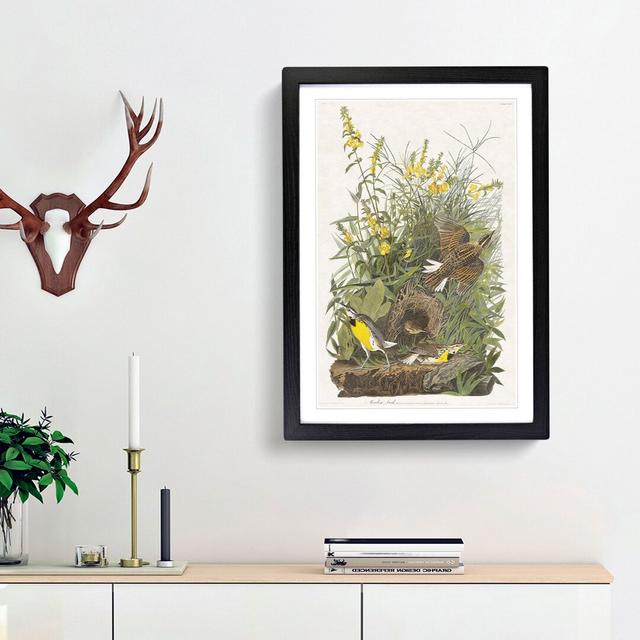 Meadow Larks by John Audubon - Picture Frame Painting Print East Urban Home Size: 36cm H x 27cm W x 2cm D, Frame Option: Black Framed on Productcaster.