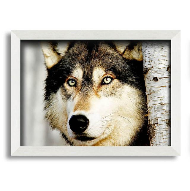 Jayton Wolf Glare - Single Picture Frame Art Prints Alpen Home Size: 29.7cm H x 42cm W x 10cm D on Productcaster.