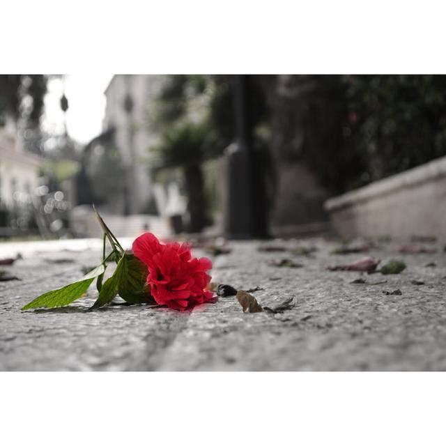 Fallen Flower by Itsh - Wrapped Canvas Photograph Print Ebern Designs Size: 61cm H x 91cm W x 3.8cm D on Productcaster.