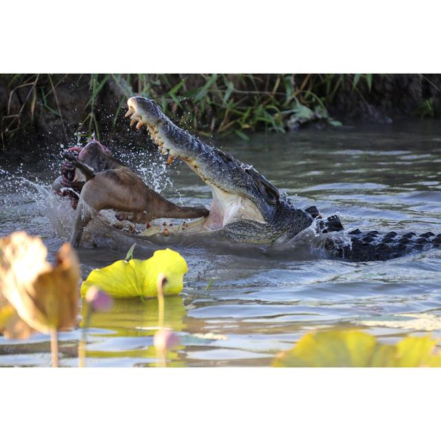 Crocodile In The Water Eating Kangaroo by Jamesbowyer - Print 17 Stories Size: 51cm H x 76cm W on Productcaster.