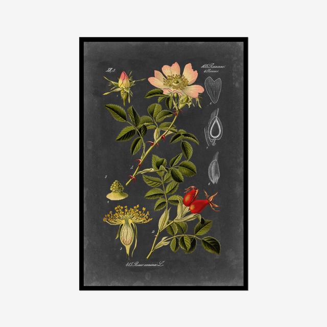 Midnight Botanical I by Vision Studio - Wrapped Canvas Graphic Art Print Marlow Home Co. Format: Paper Print, Size: 30cm H x 20cm W on Productcaster.