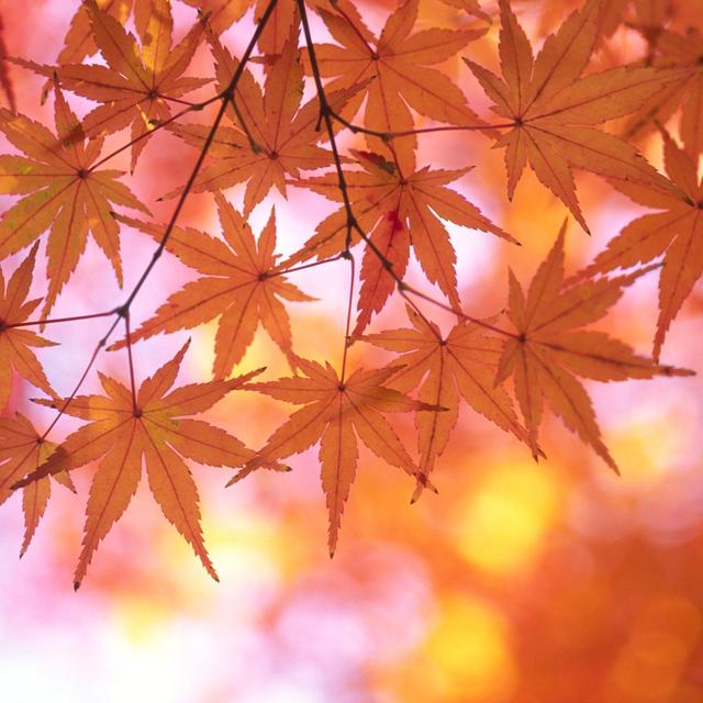 Autumnal Orange Leaves - Kunstdrucke auf Leinwand Marlow Home Co. Größe: 40 cm H x 40 cm B on Productcaster.