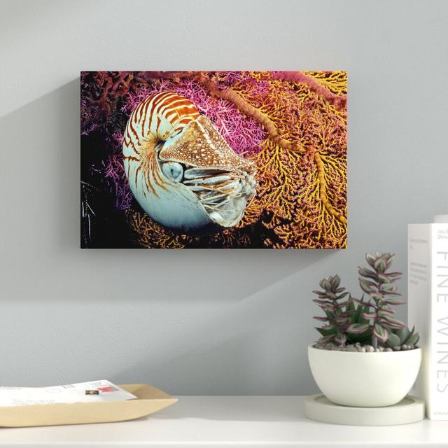 Chambered Nautilus by David Fleetham - Wrapped Canvas Photograph Print East Urban Home Size: 25.4cm H x 38.1cm W x 3.81cm D on Productcaster.