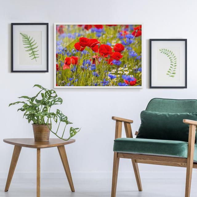 Summer Meadow with Poppies and Cornflowers - Picture Frame Photograph Ebern Designs Size: 40cm H x 55cm W x 2cm D, Frame Option: White on Productcaster.