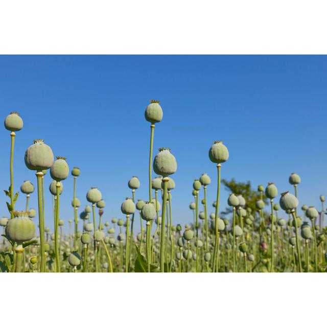 Opium Poppys - Wrapped Canvas Art Prints 17 Stories Size: 61cm H x 91cm W x 3.8cm D on Productcaster.