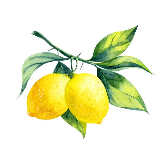 Watercolor Lemon Branch by Azerberber - Wrapped Canvas Painting August Grove Size: 122cm H x 122cm W x 3.8cm D on Productcaster.