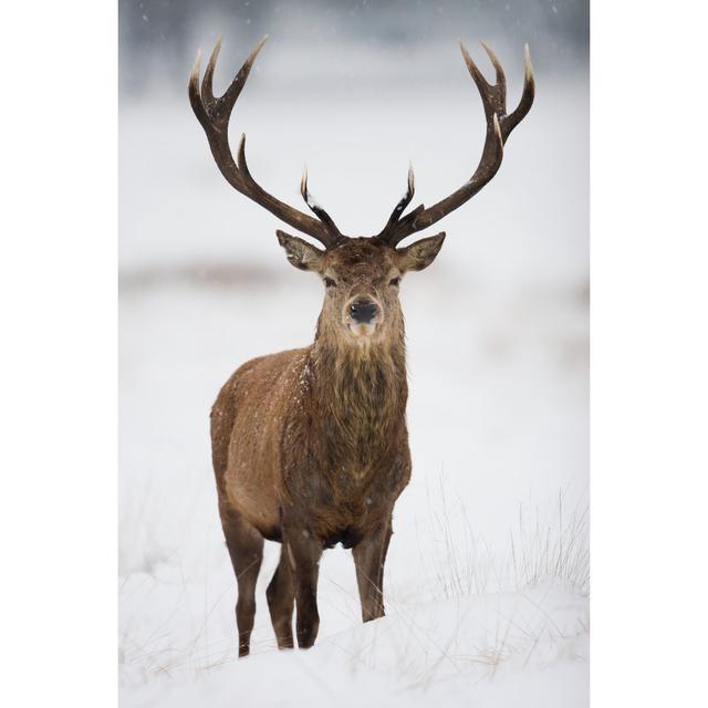 Red Deer by DamianKuzdak- Leinwandbild Alpen Home Größe: 120 cm H x 80 cm B on Productcaster.