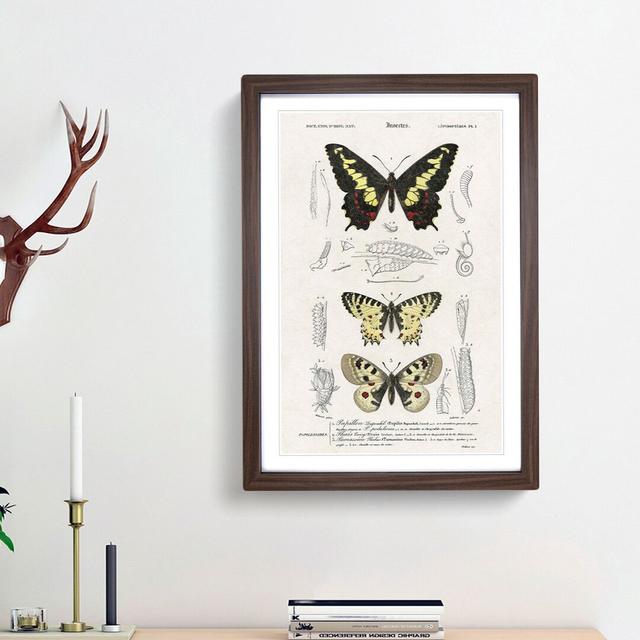 Butterfly Illustrations PL. 1 by Charles d' Orbigny - Picture Frame Graphic Art Print East Urban Home Size: 65cm H x 48cm W x 2cm D, Frame Option: Wal on Productcaster.