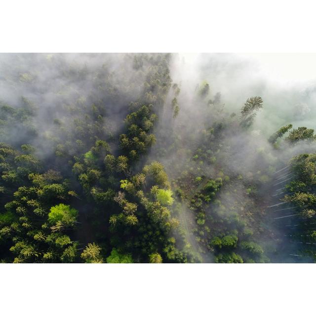 Aerial View Fog Clouds Pulling On A Spring Morning In Switzerland Through The Forest by Frizi - Wrapped Canvas Print Union Rustic Size: 20.32cm H x 30 on Productcaster.