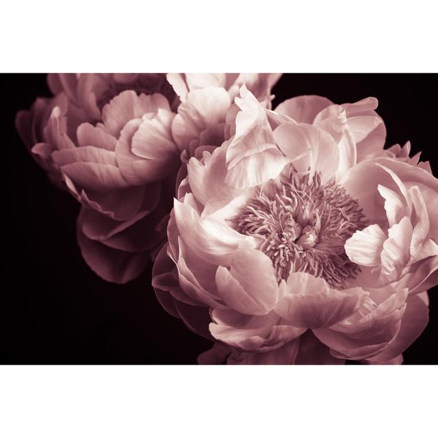 Peony Low Key by Esolla - Print 17 Stories Size: 60cm H x 90cm W on Productcaster.