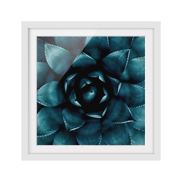 Succulent Petrol II - Picture Frame Graphic Art Bloomsbury Market Frame Option: White Framed, Size: 30cm H x 30cm W x 2cm D on Productcaster.